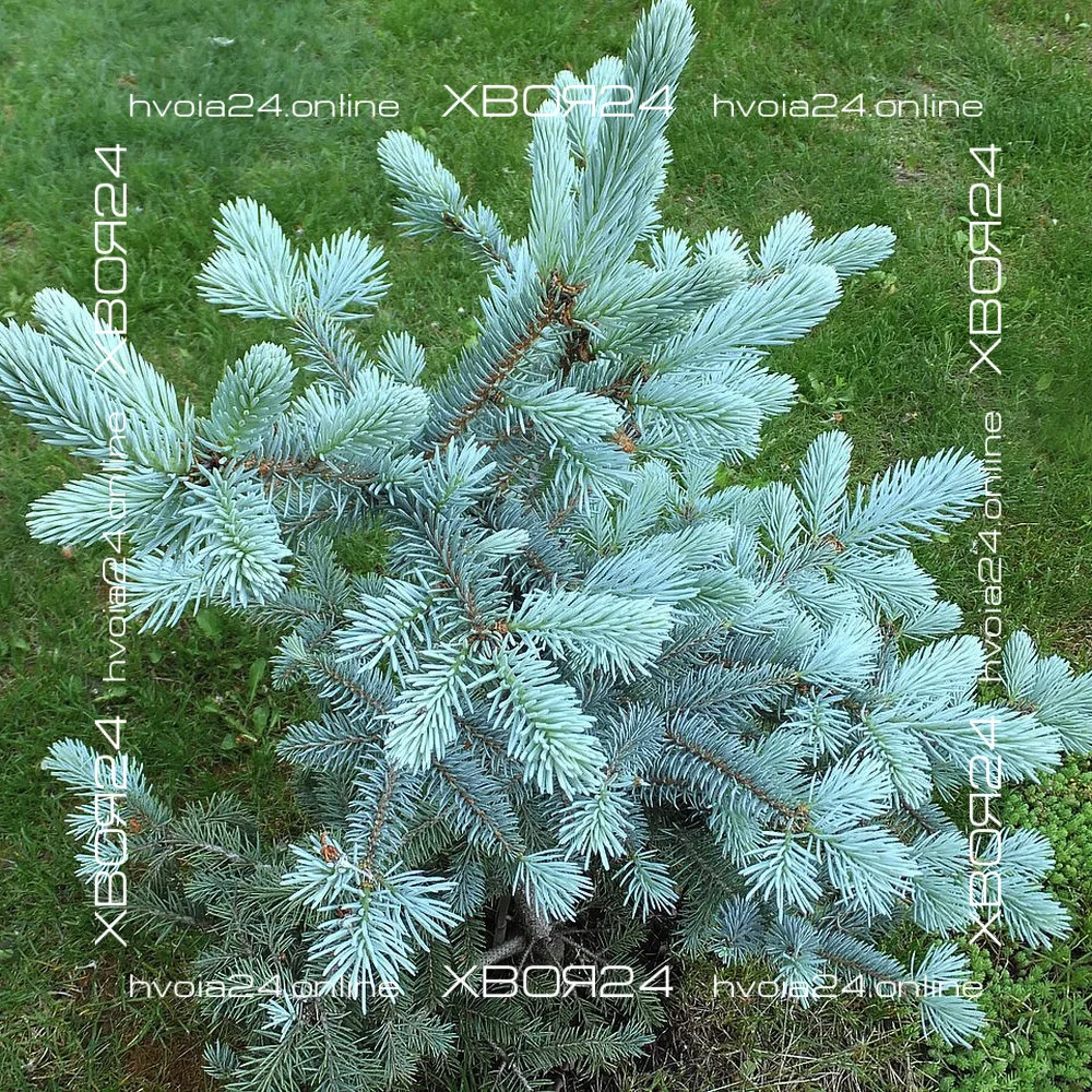  • ХВОЯ24