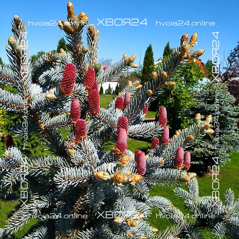  • ХВОЯ24
