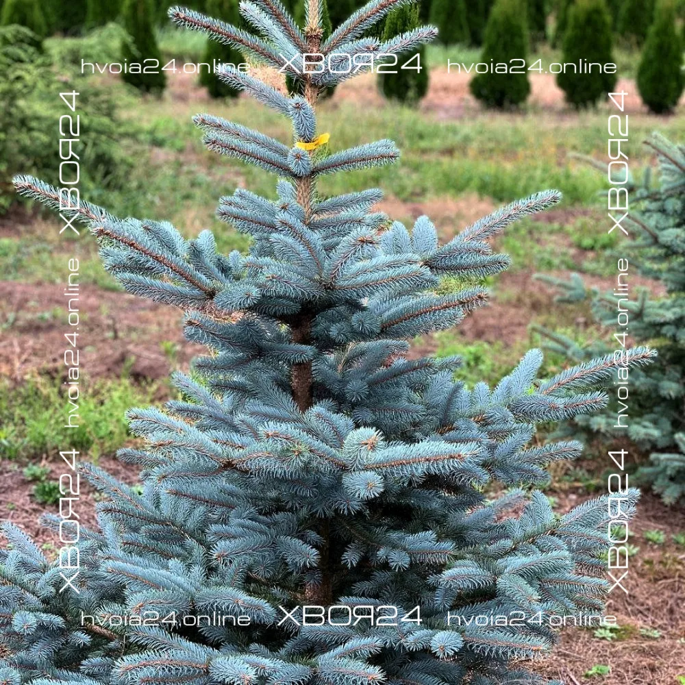  • ХВОЯ24