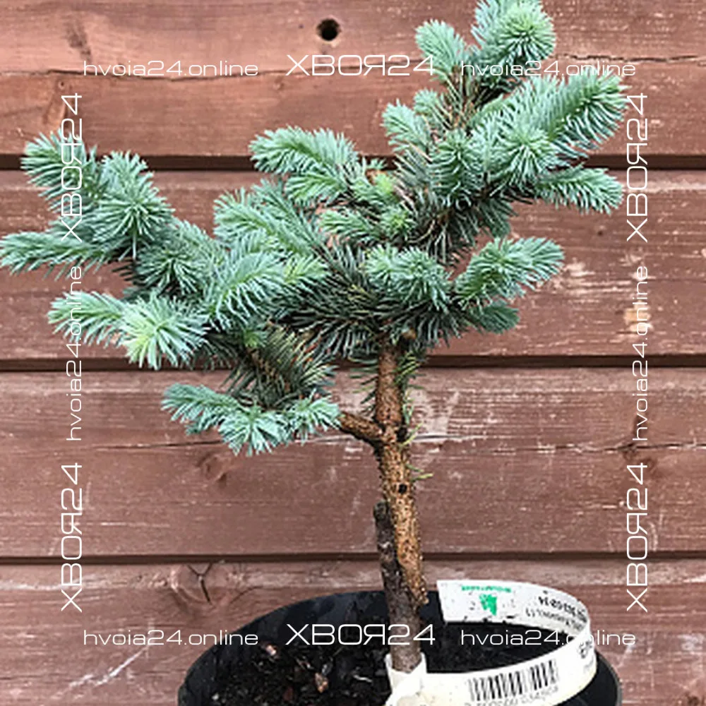  • ХВОЯ24