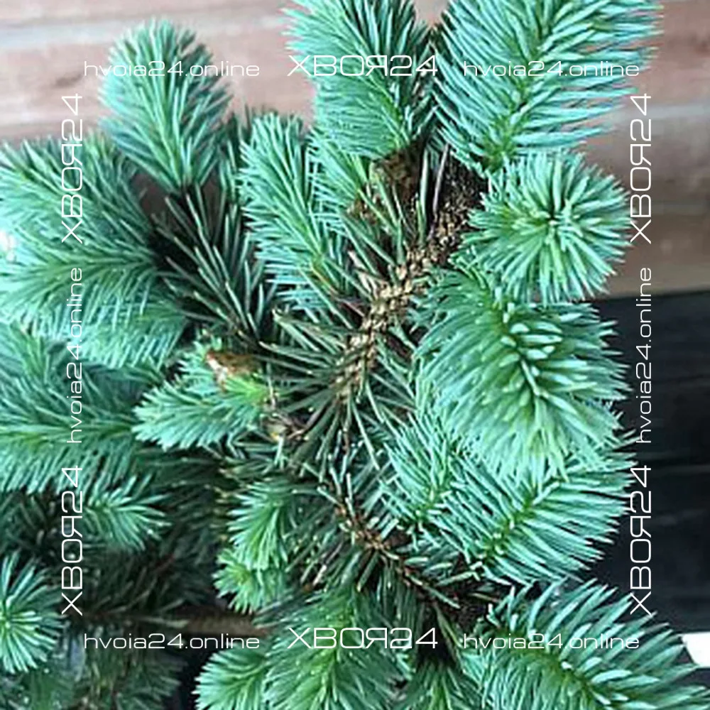  • ХВОЯ24