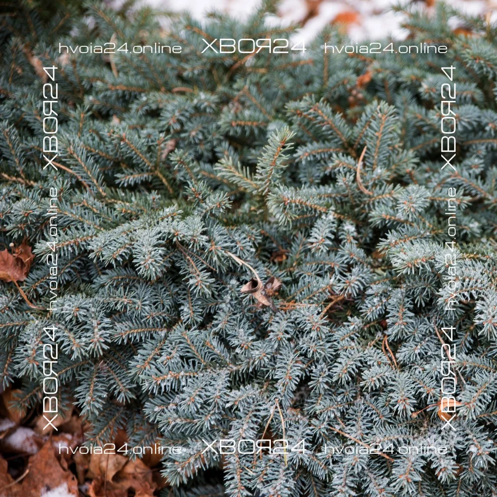  • ХВОЯ24
