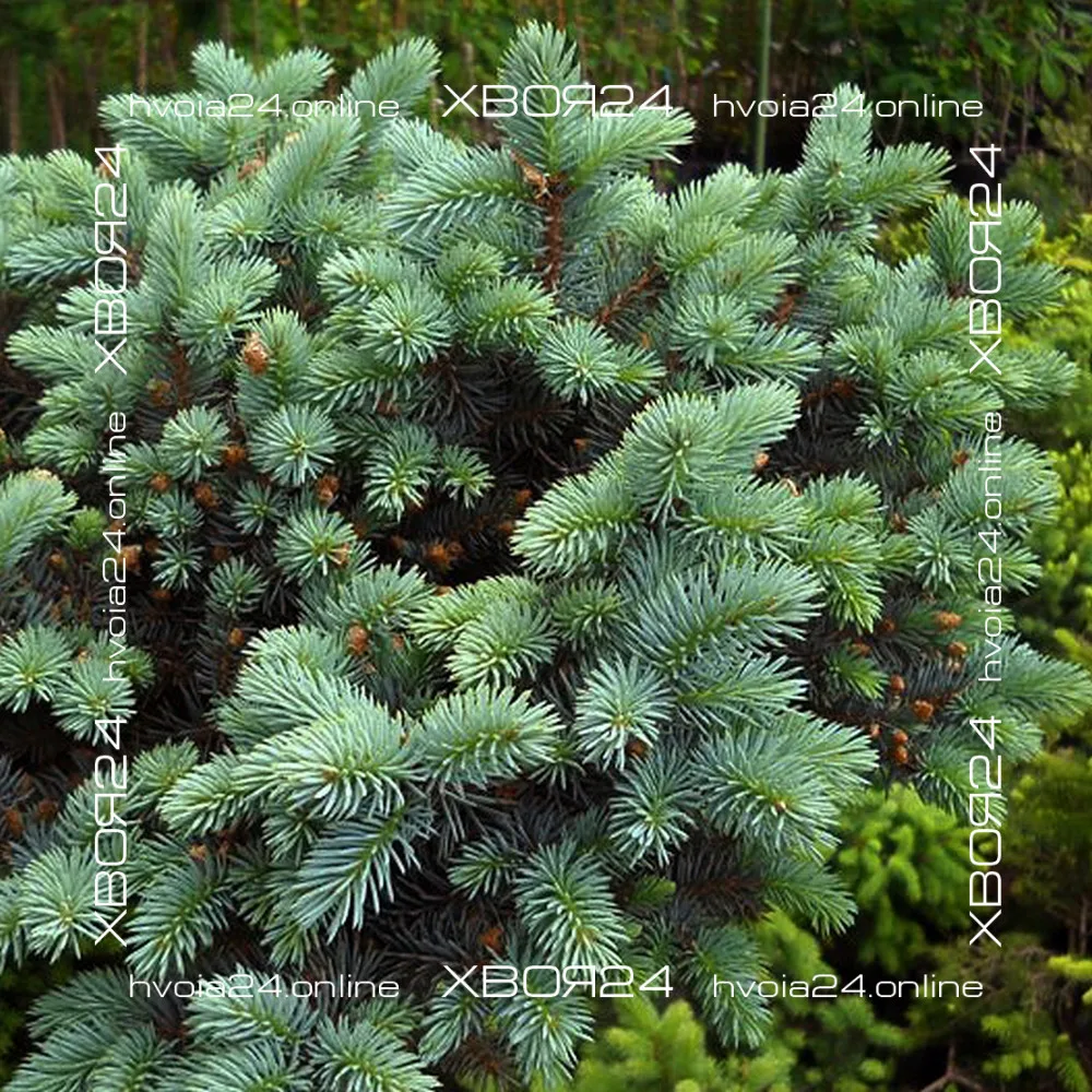  • ХВОЯ24