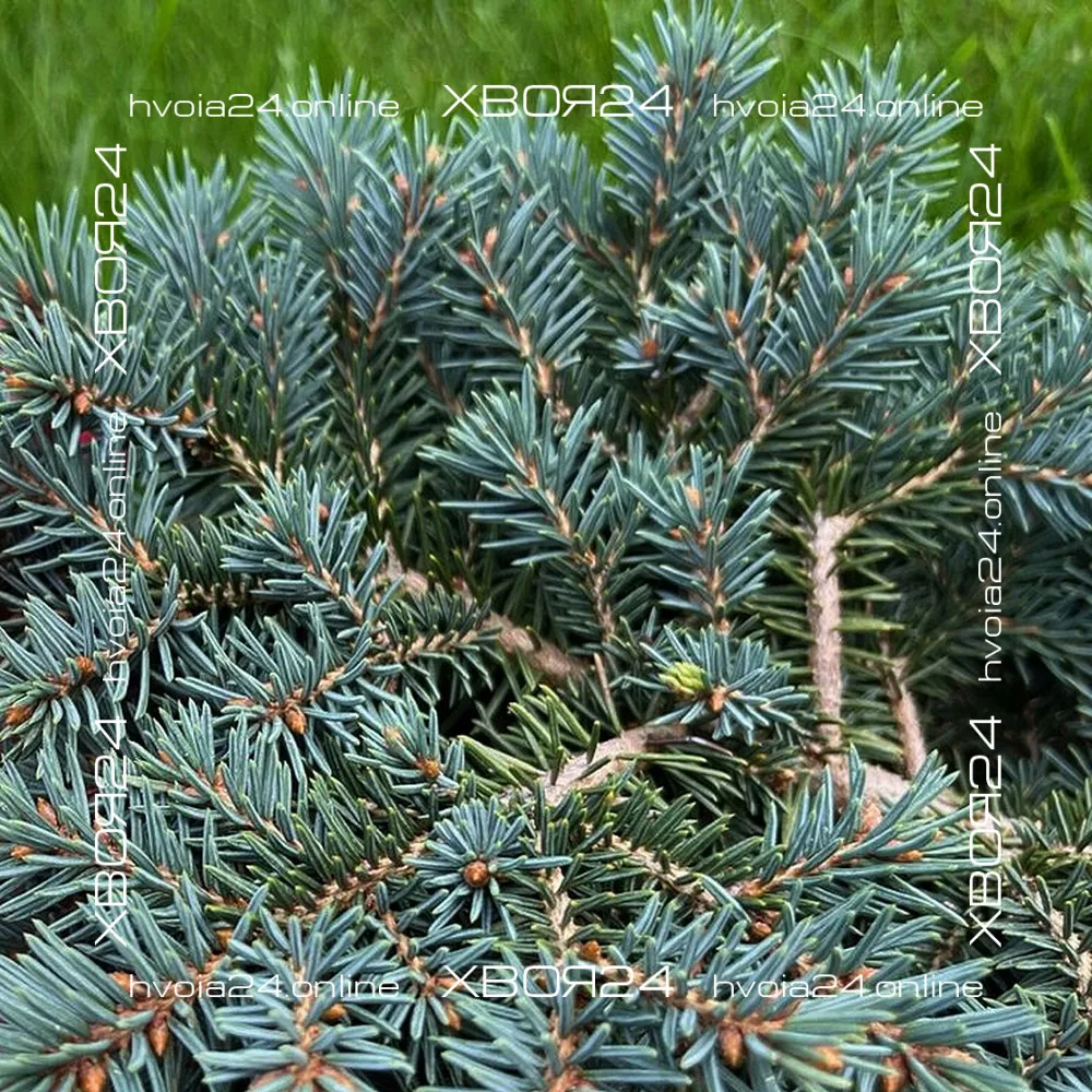  • ХВОЯ24