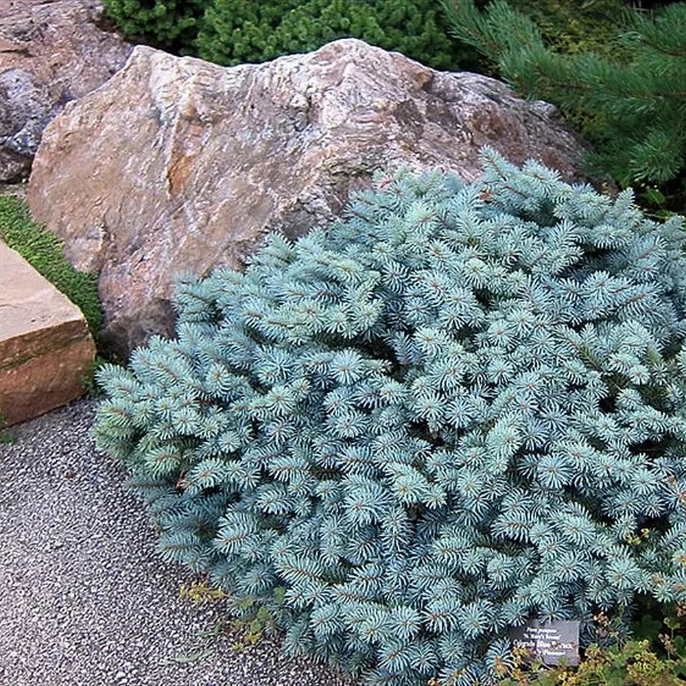  • ХВОЯ24