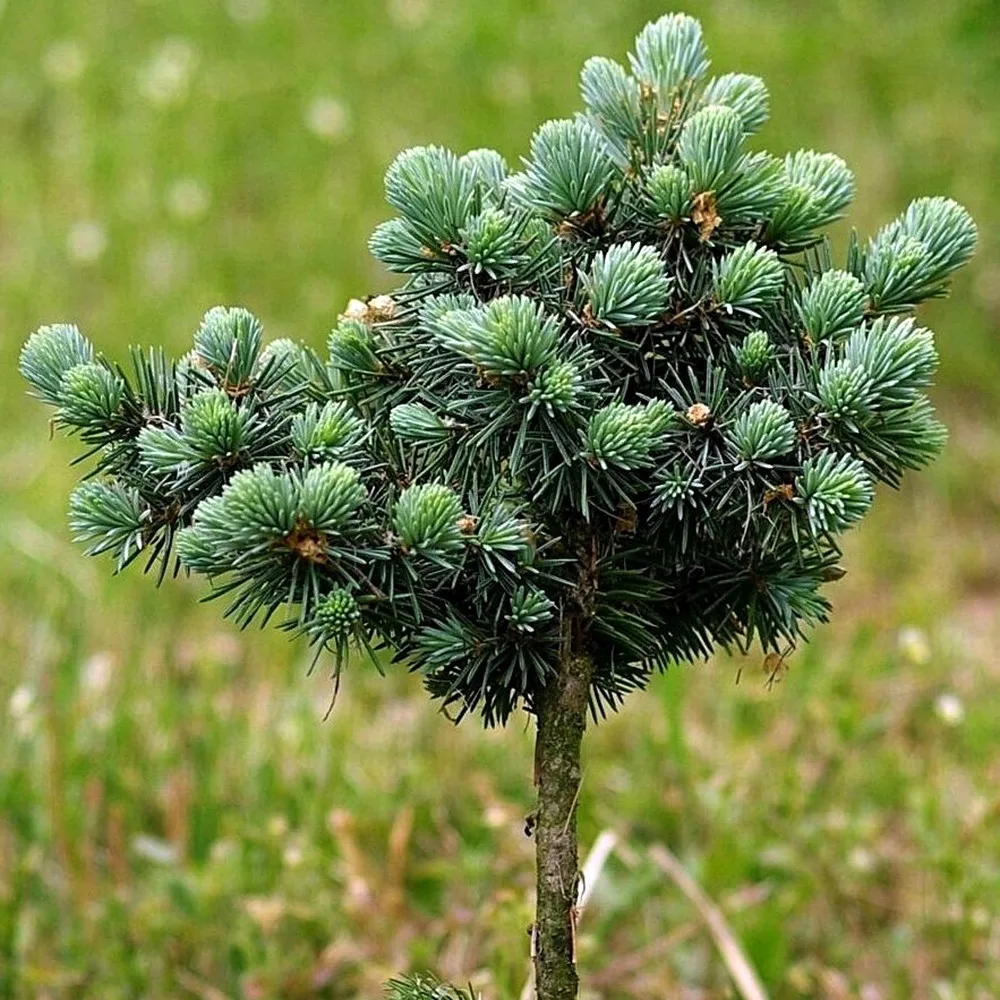  • ХВОЯ24