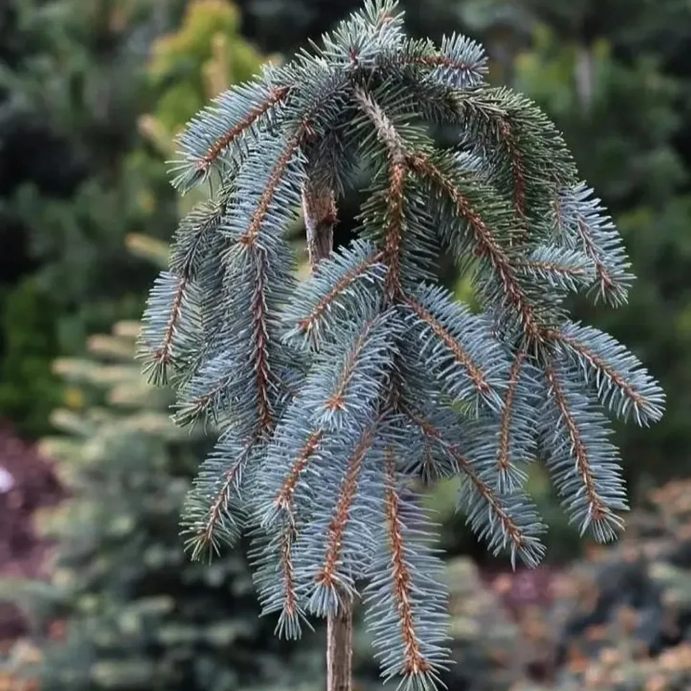  • ХВОЯ24