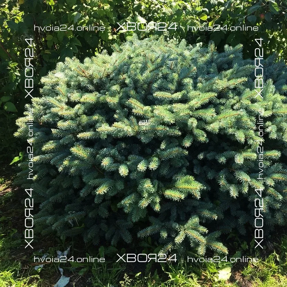  • ХВОЯ24