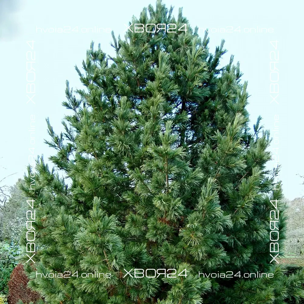  • ХВОЯ24