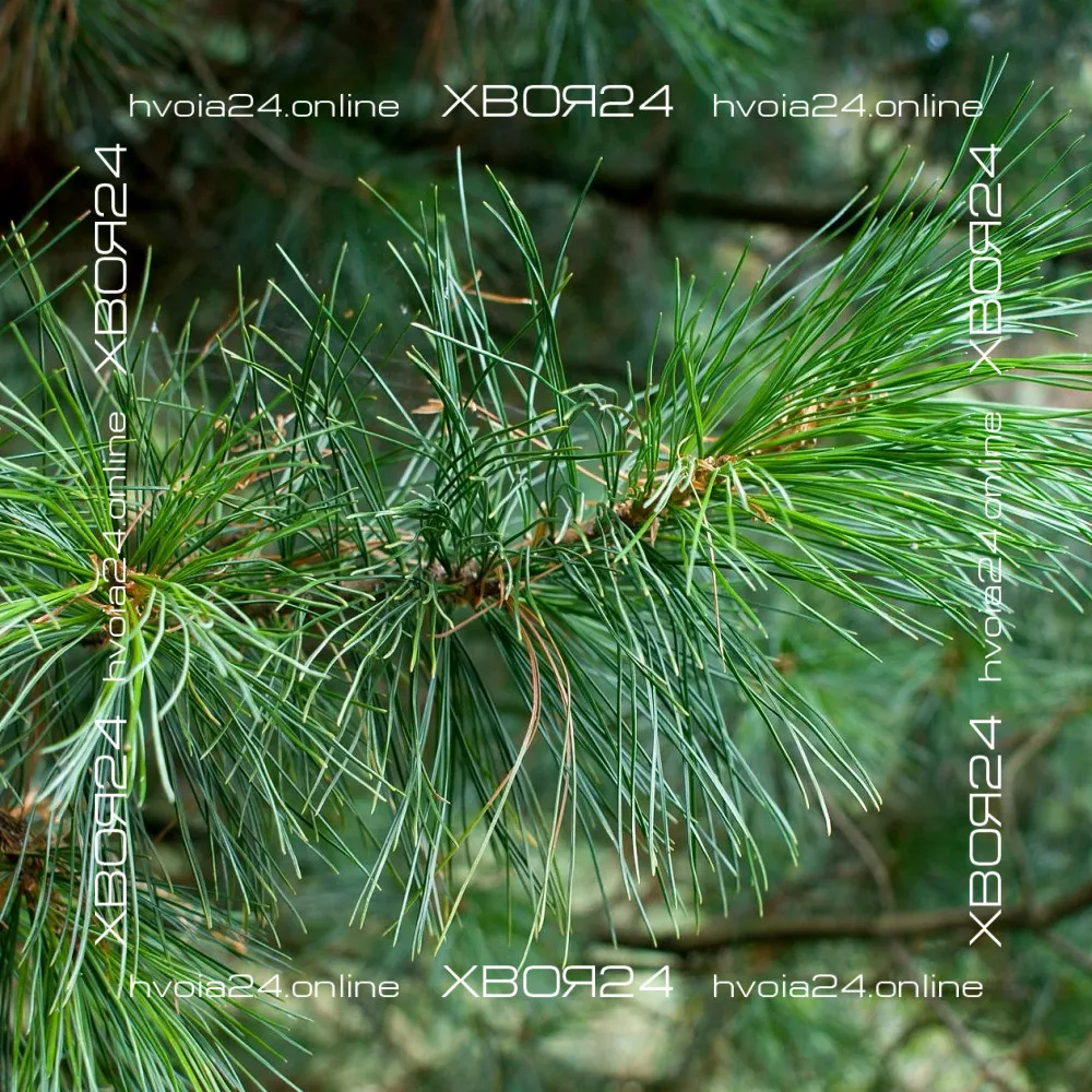 • ХВОЯ24