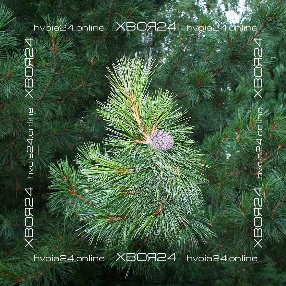  • ХВОЯ24