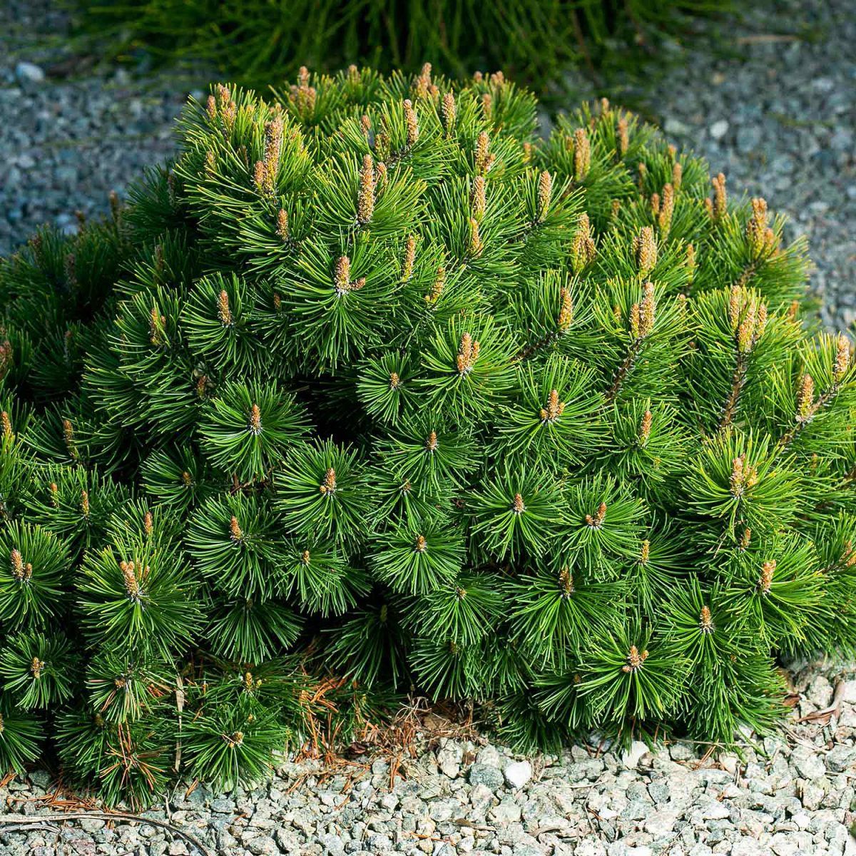 pinus mugo 'mughus' (dwarf mugo pine) Сосна горная Компакта — изображение 1