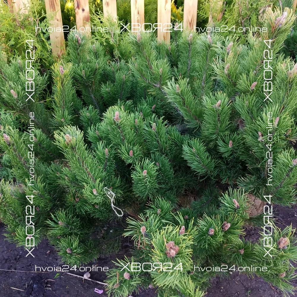  • ХВОЯ24