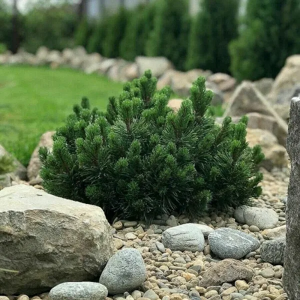  • ХВОЯ24