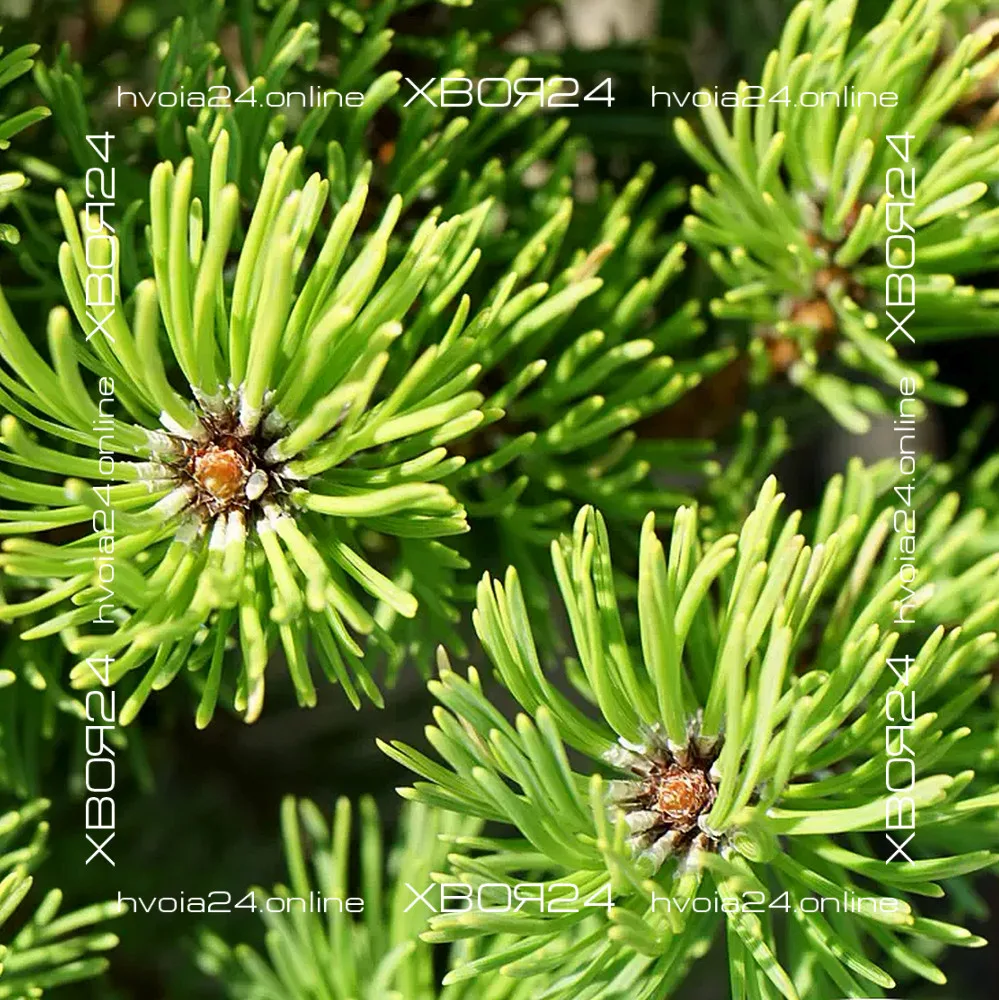  • ХВОЯ24