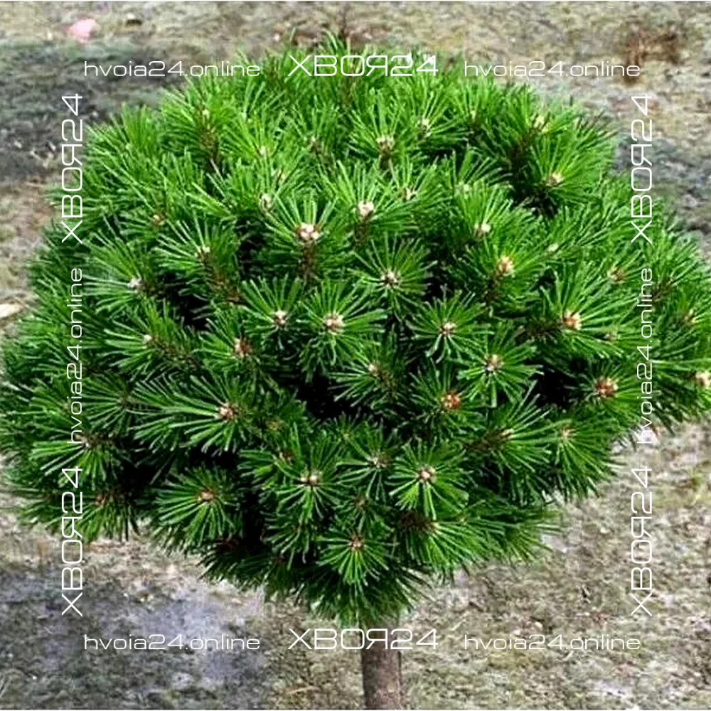  • ХВОЯ24