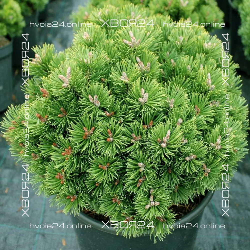  • ХВОЯ24