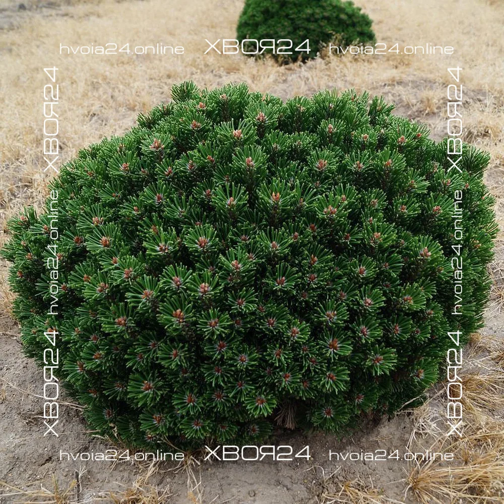  • ХВОЯ24