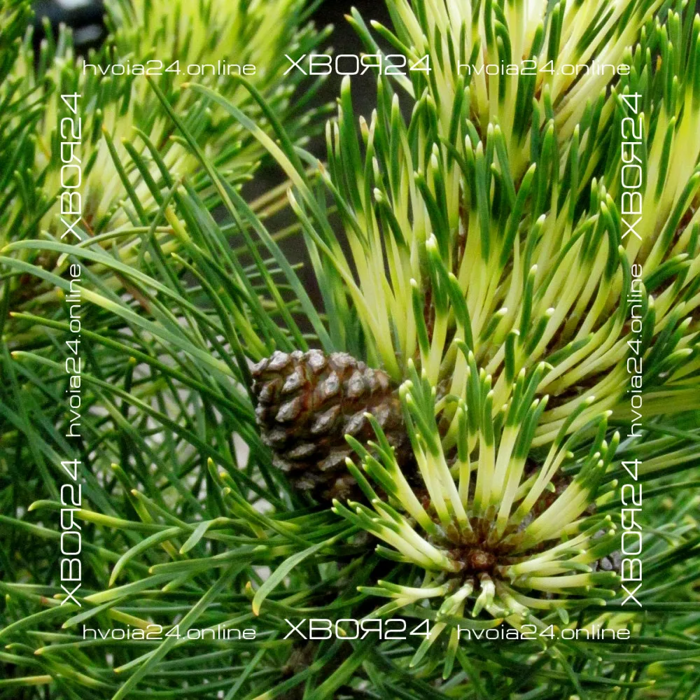  • ХВОЯ24