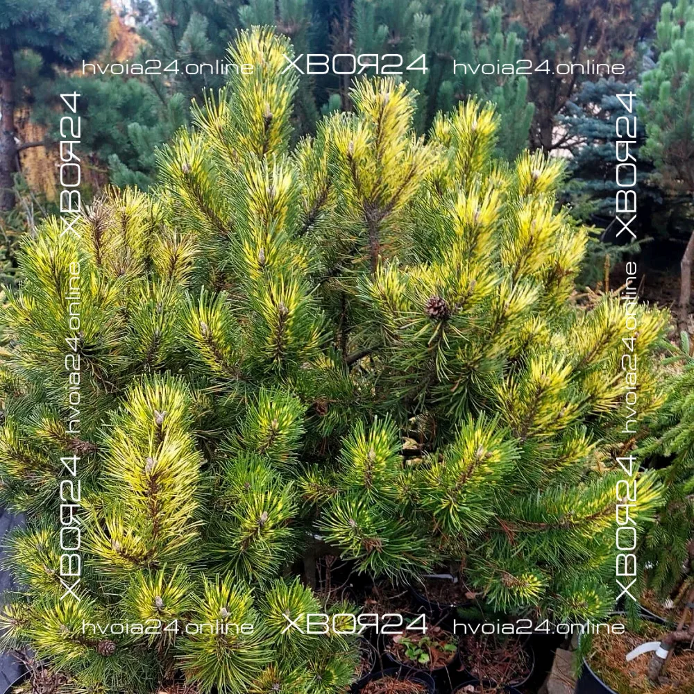  • ХВОЯ24