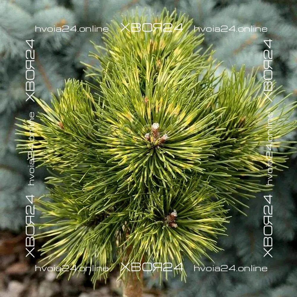  • ХВОЯ24