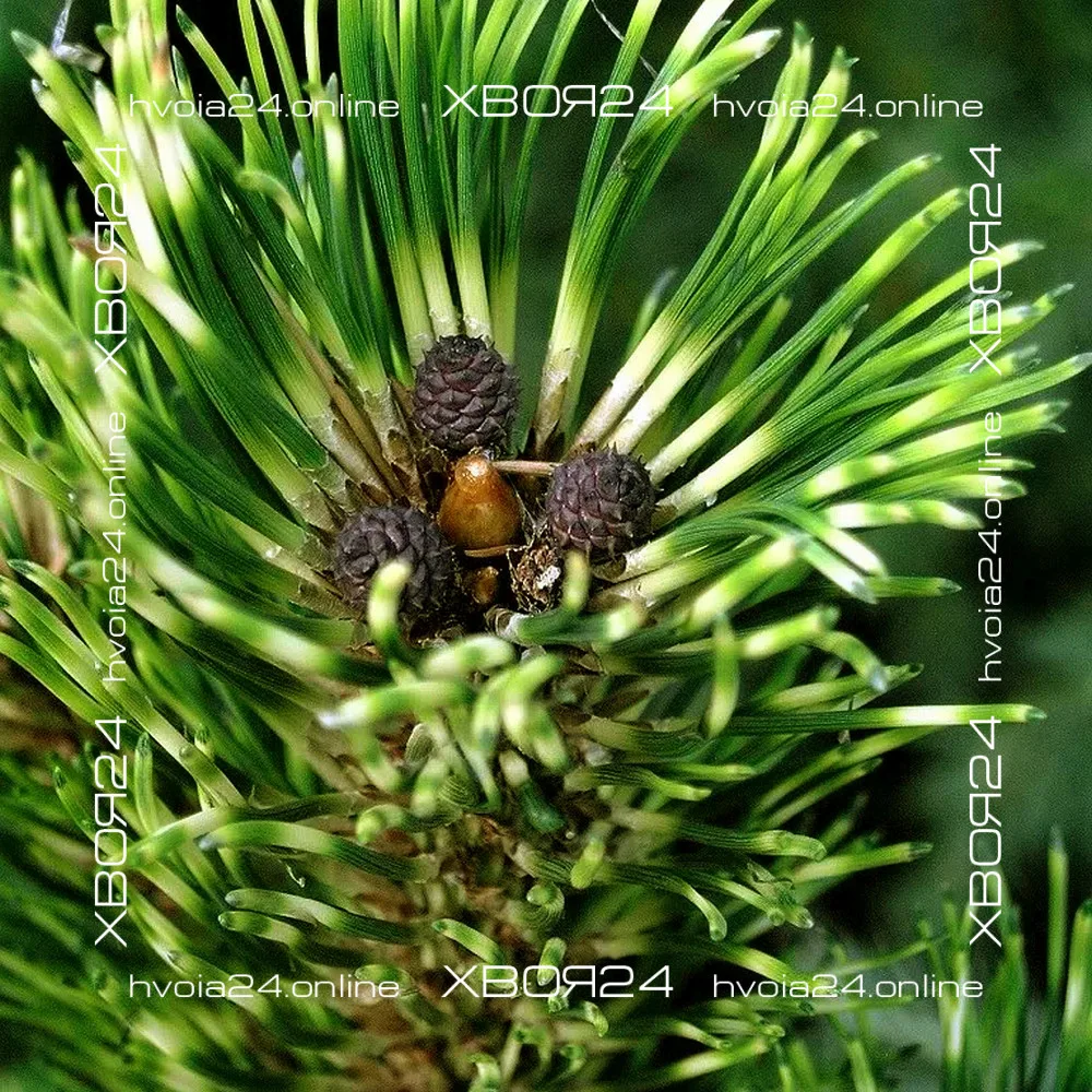  • ХВОЯ24