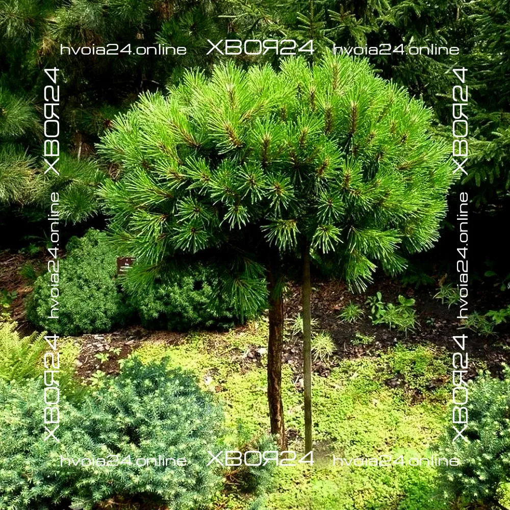  • ХВОЯ24