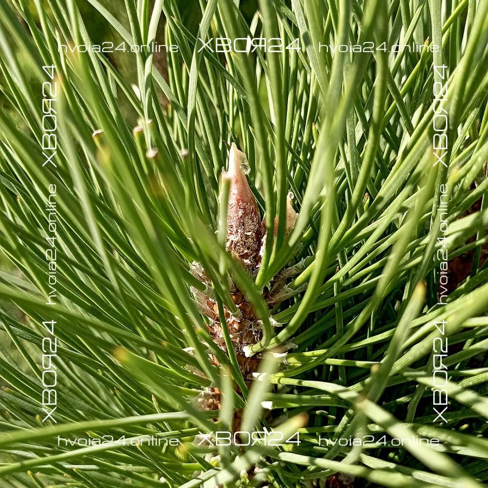  • ХВОЯ24