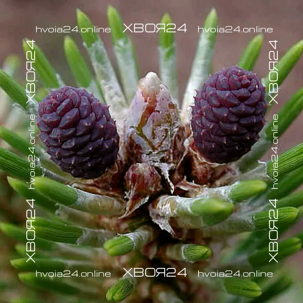  • ХВОЯ24