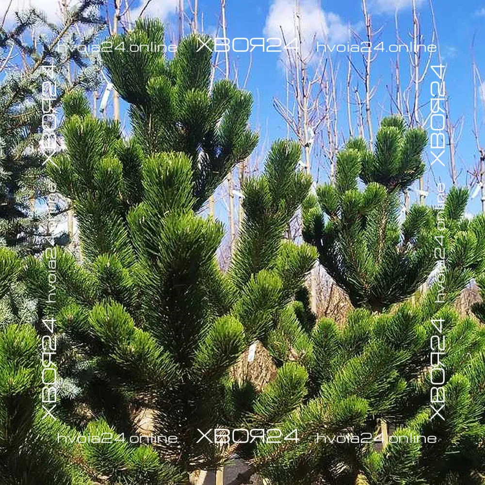  • ХВОЯ24