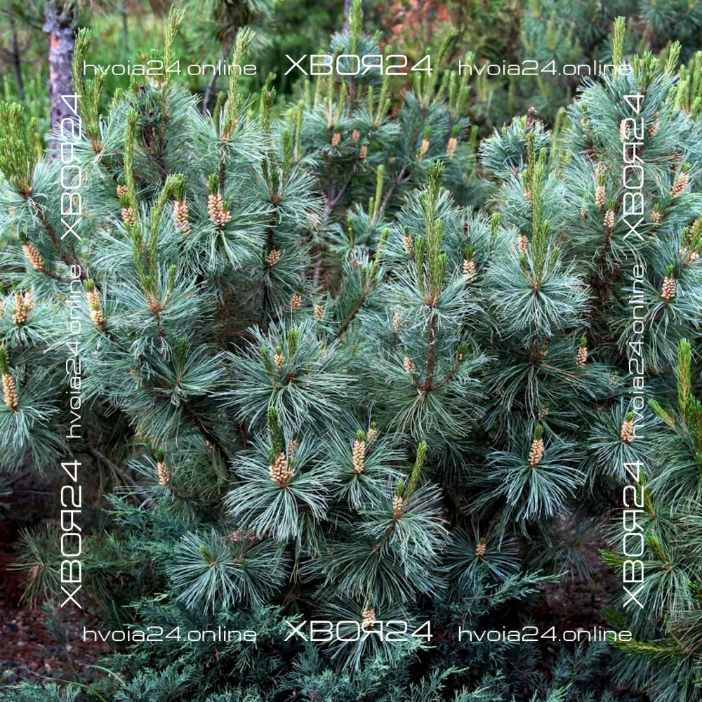  • ХВОЯ24