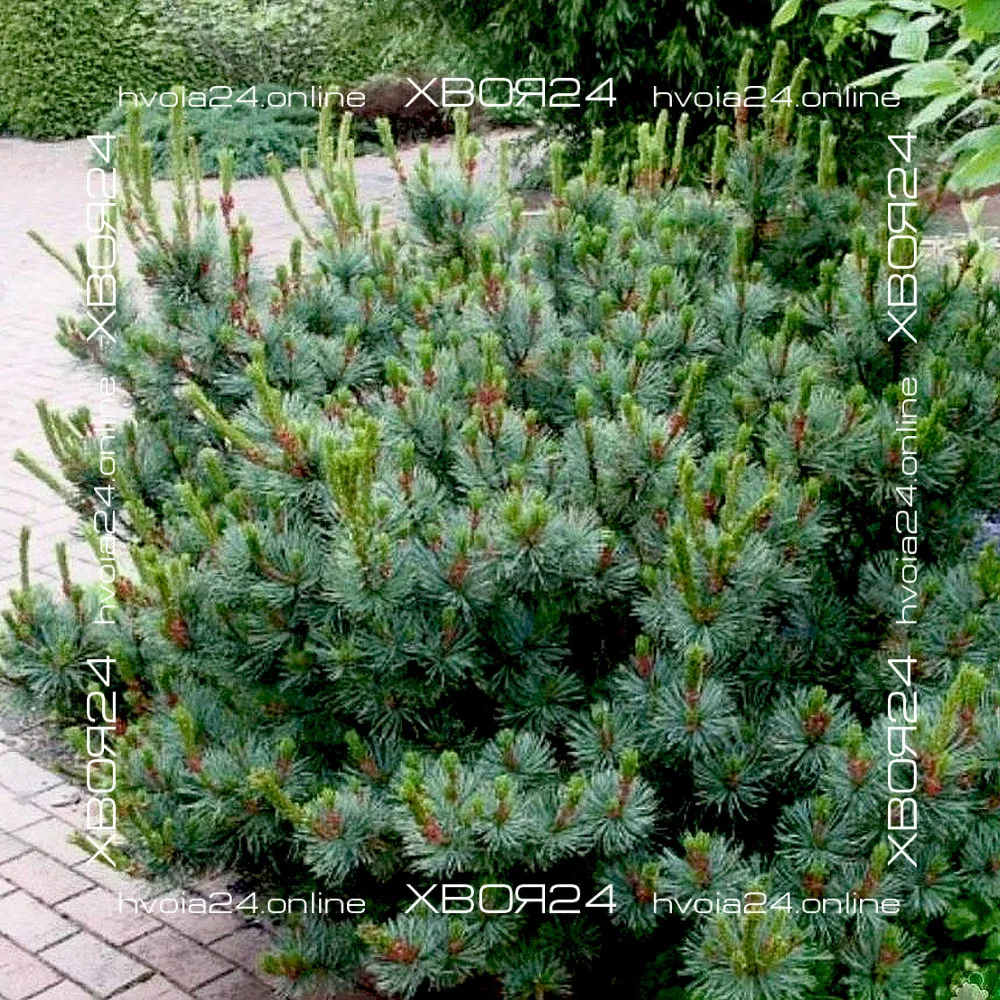  • ХВОЯ24