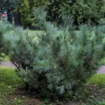  • ХВОЯ24