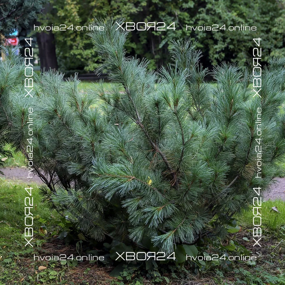  • ХВОЯ24