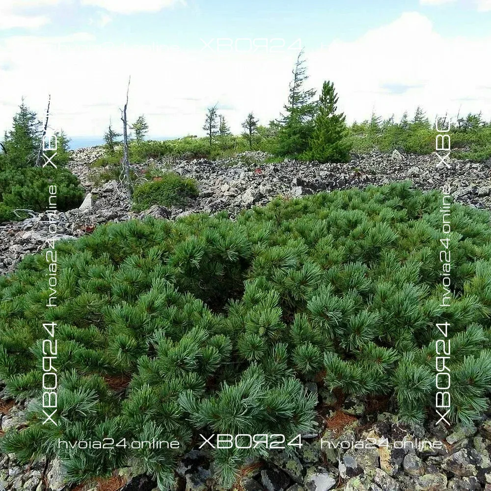 • ХВОЯ24