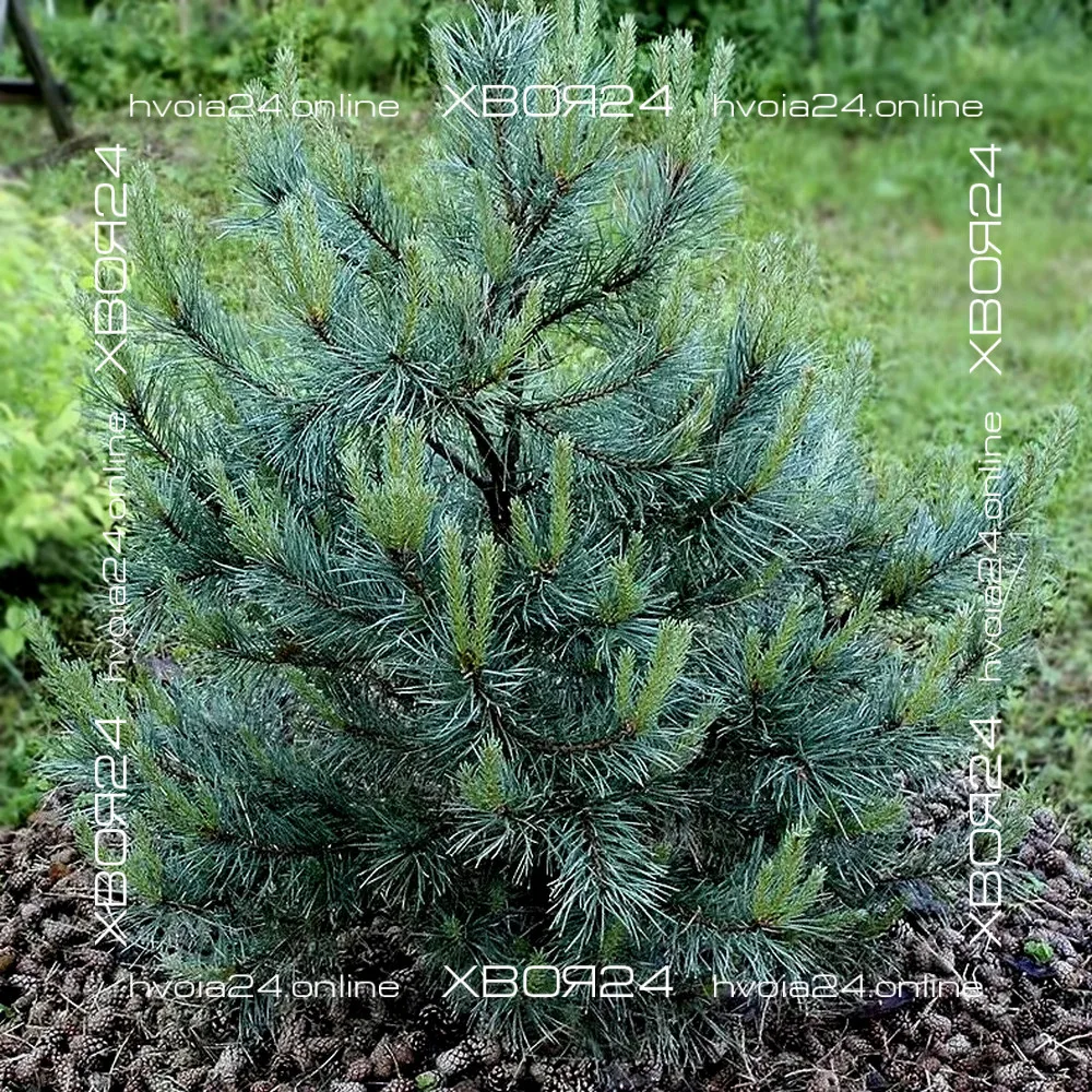  • ХВОЯ24