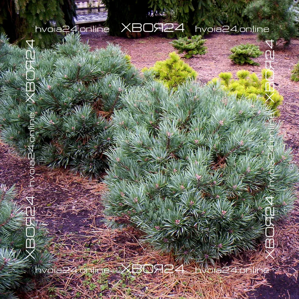  • ХВОЯ24