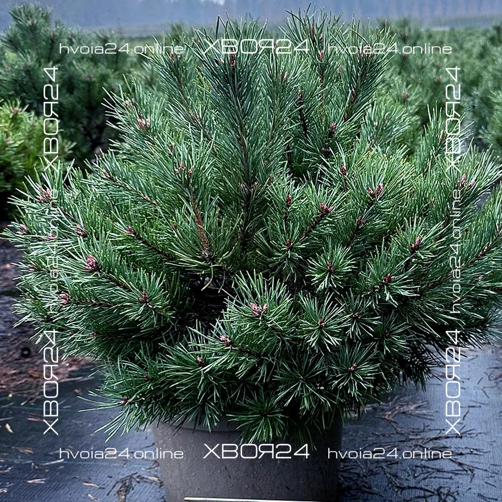  • ХВОЯ24