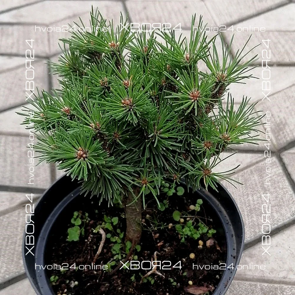  • ХВОЯ24