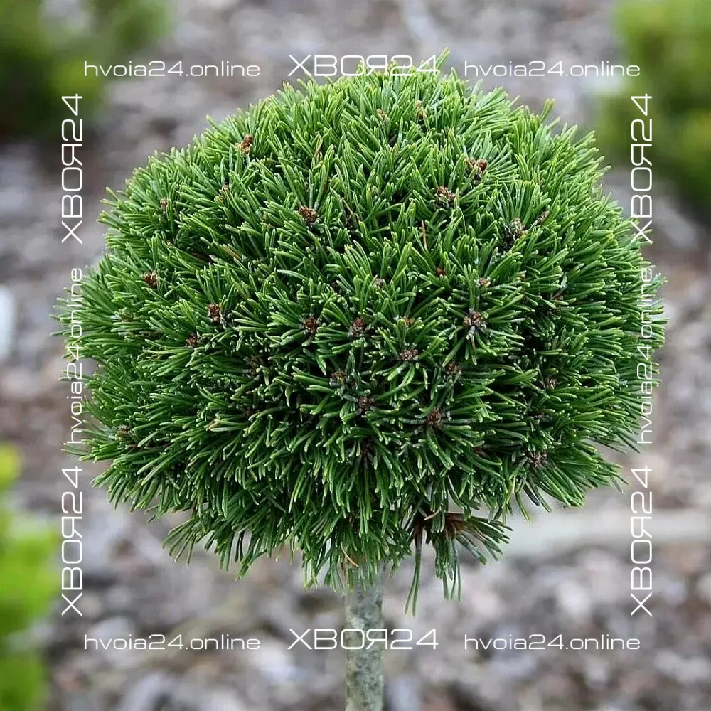  • ХВОЯ24