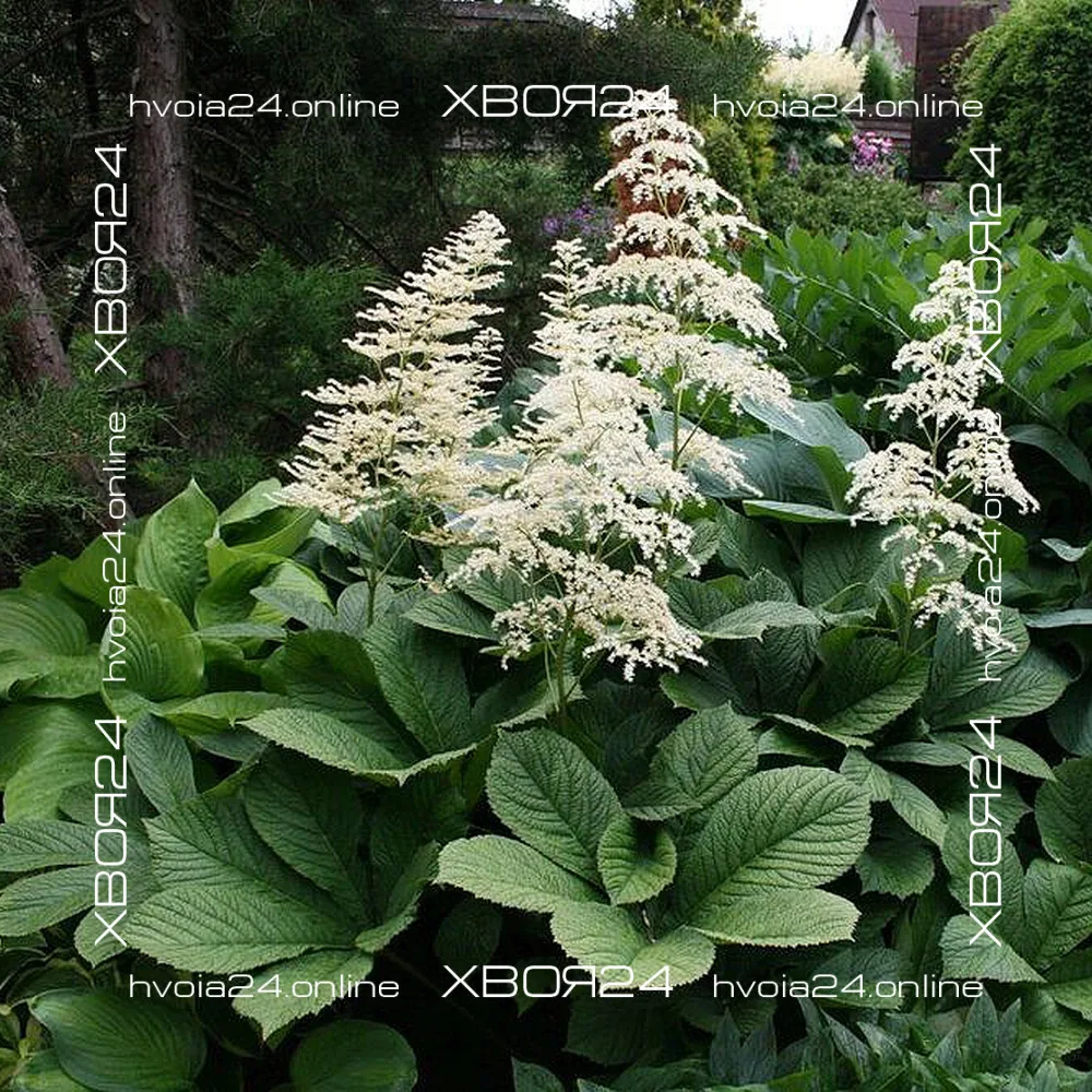  • ХВОЯ24