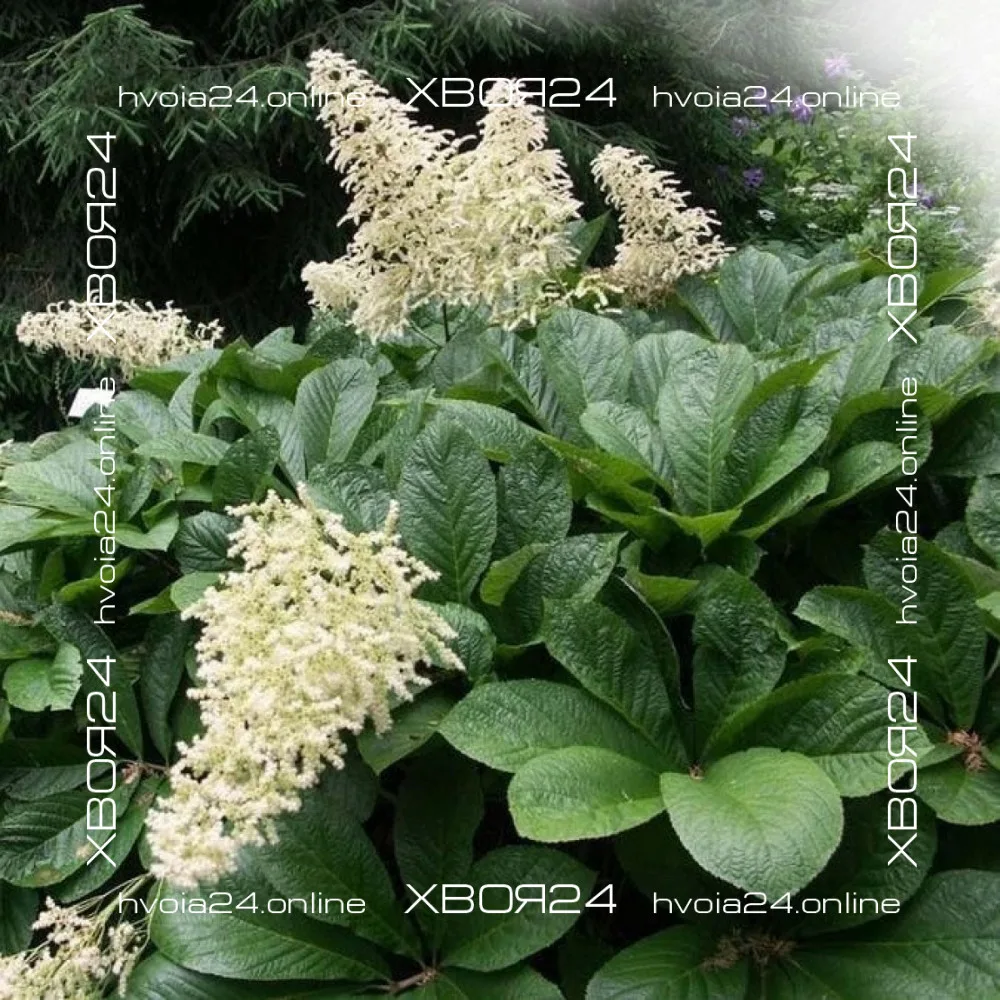  • ХВОЯ24