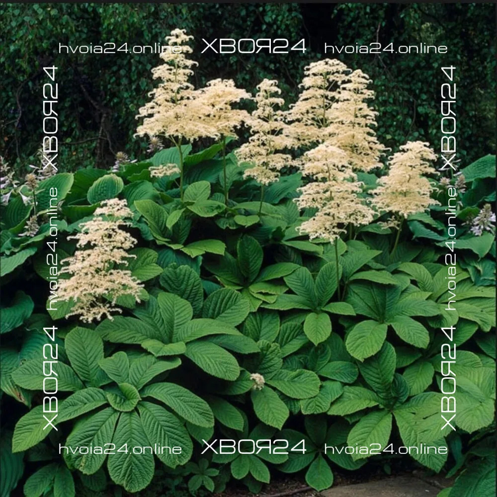  • ХВОЯ24