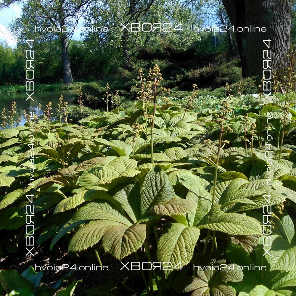  • ХВОЯ24
