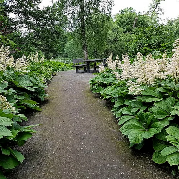  • ХВОЯ24