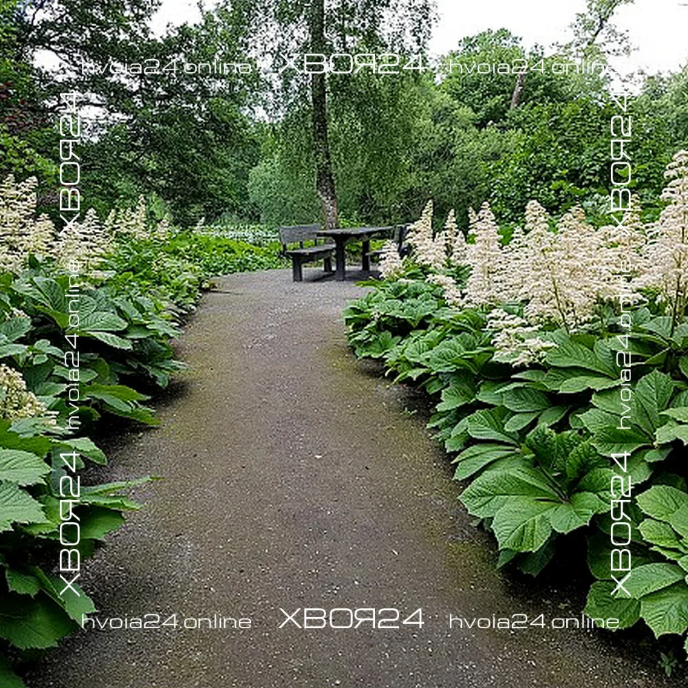  • ХВОЯ24