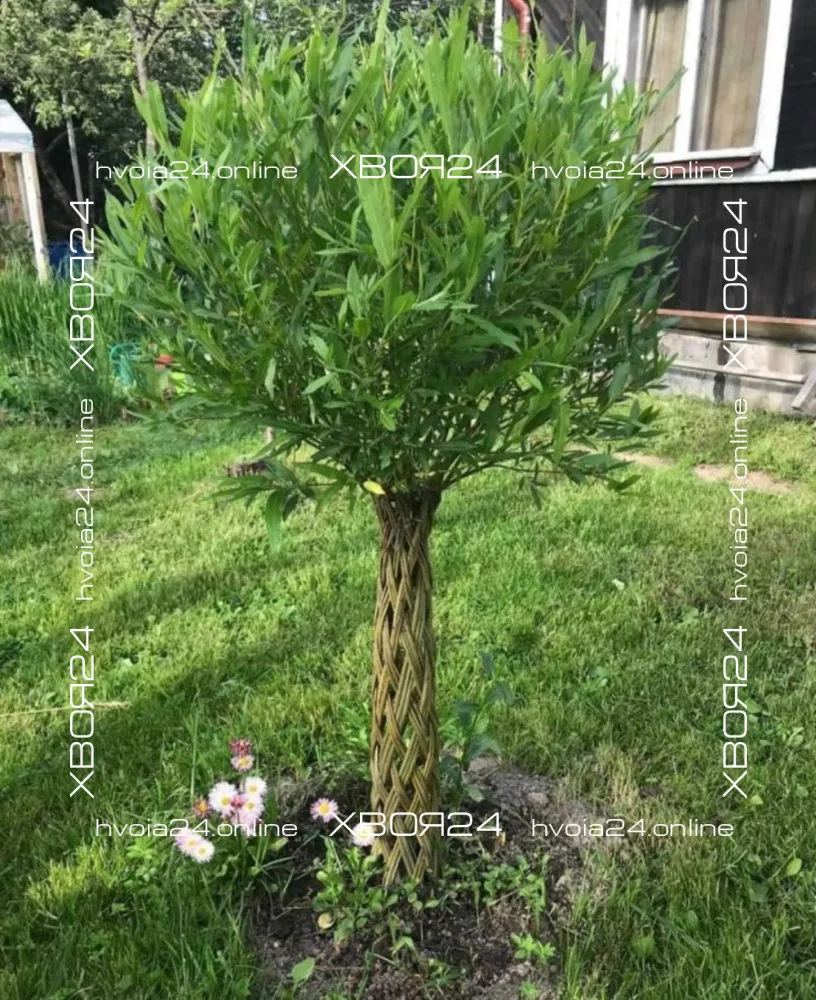  • ХВОЯ24
