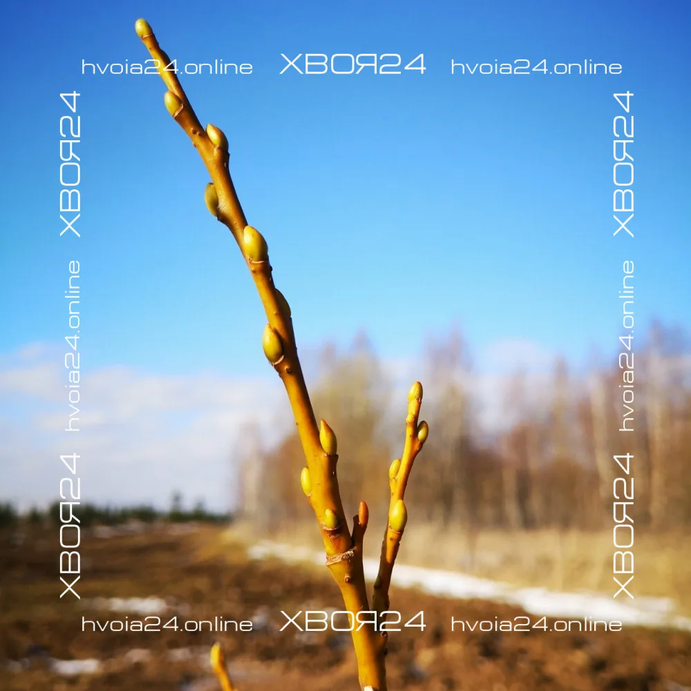  • ХВОЯ24