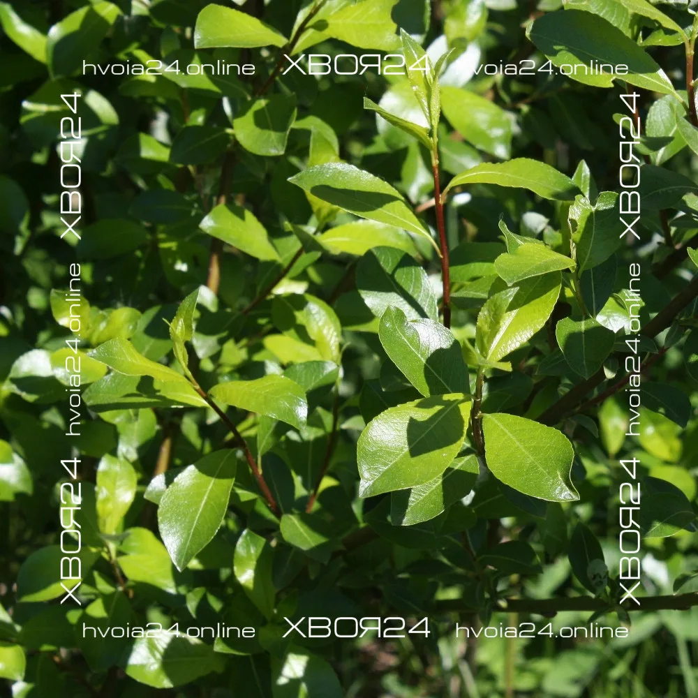  • ХВОЯ24