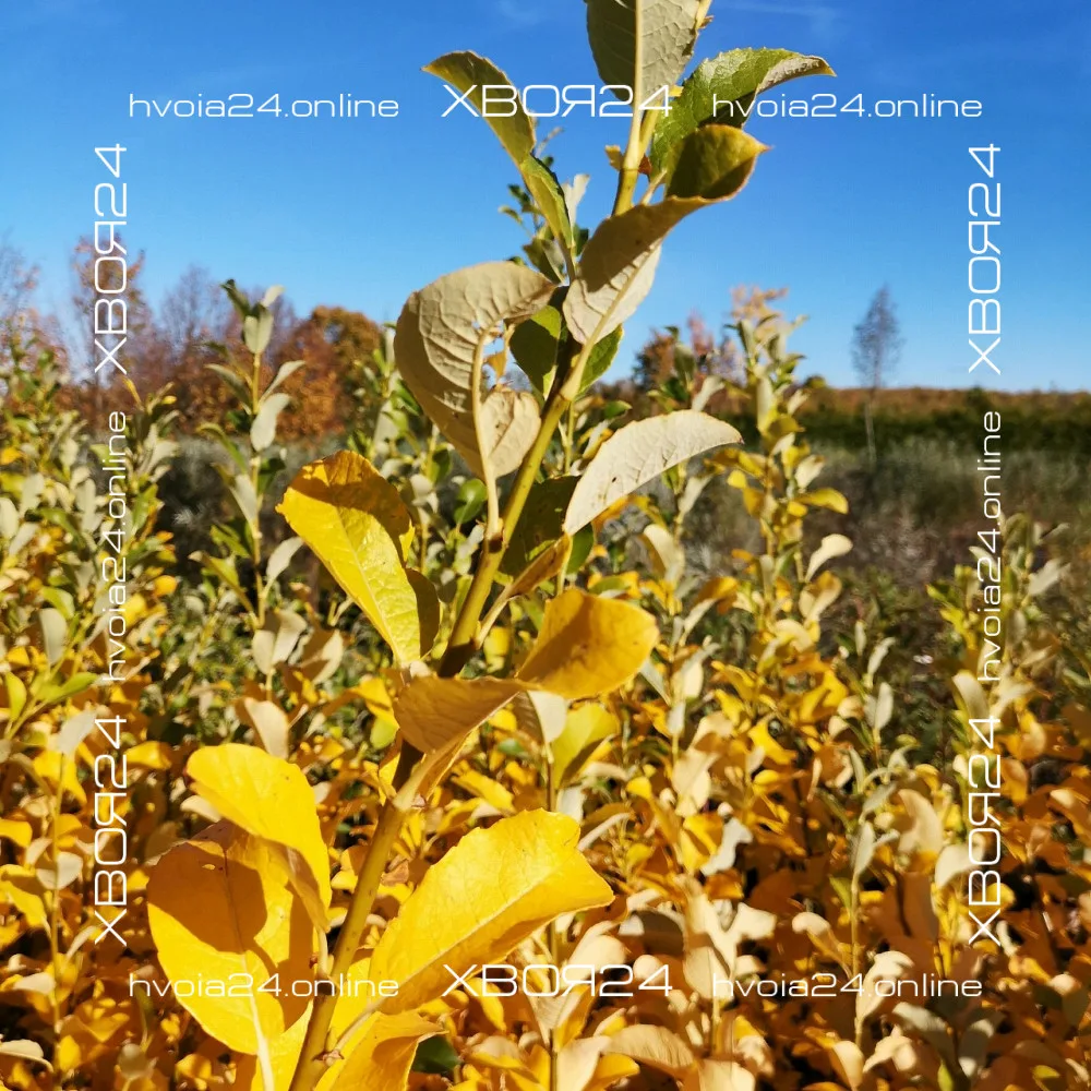  • ХВОЯ24